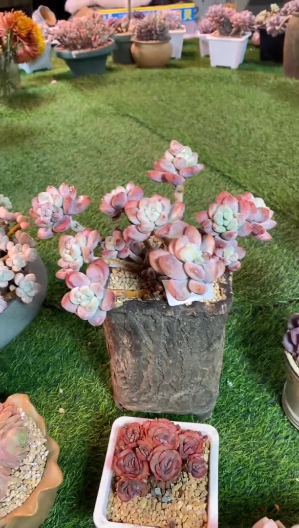 【闪购商品】0763a