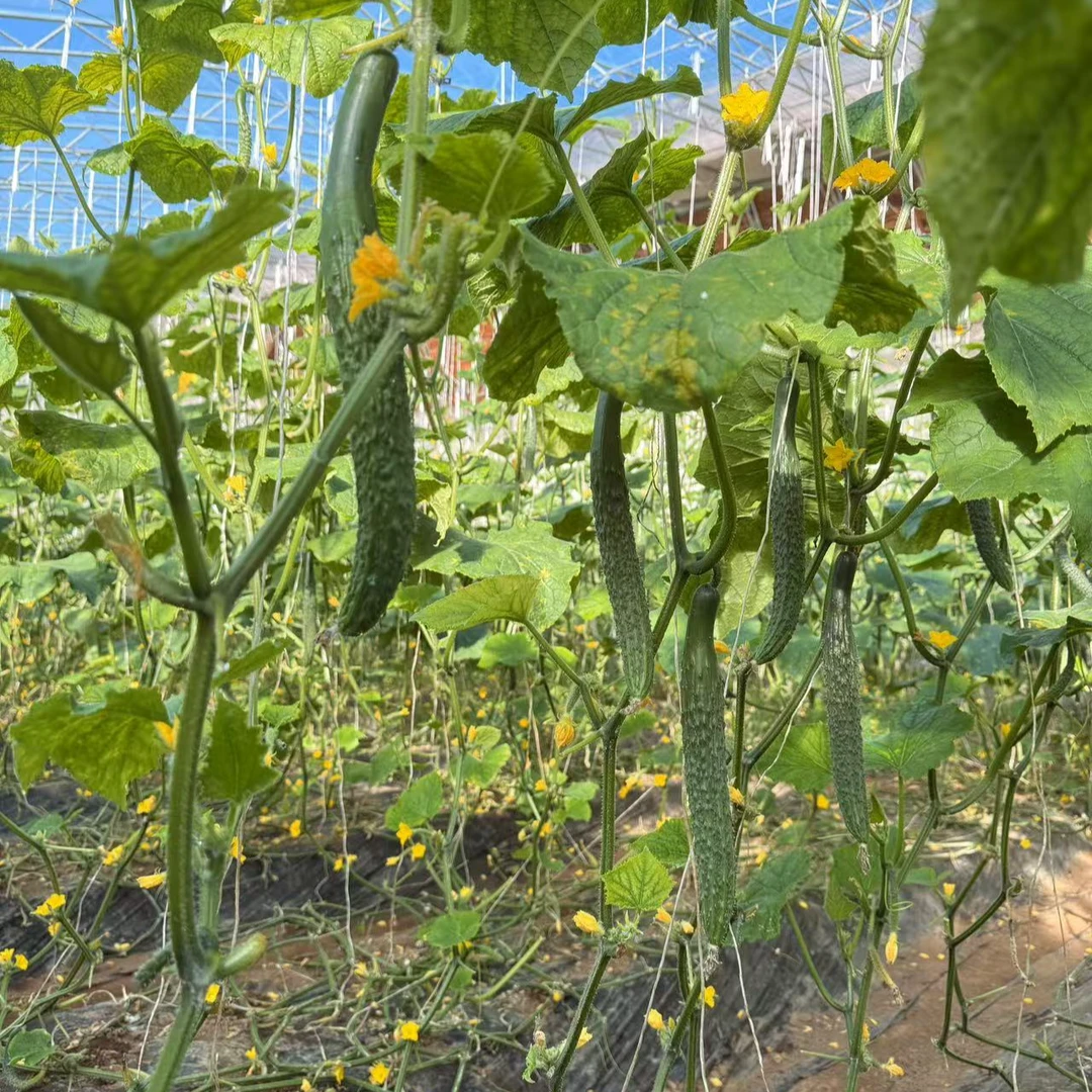 【密水田园】密云本地农家自种绿黄瓜现摘现发3斤5斤