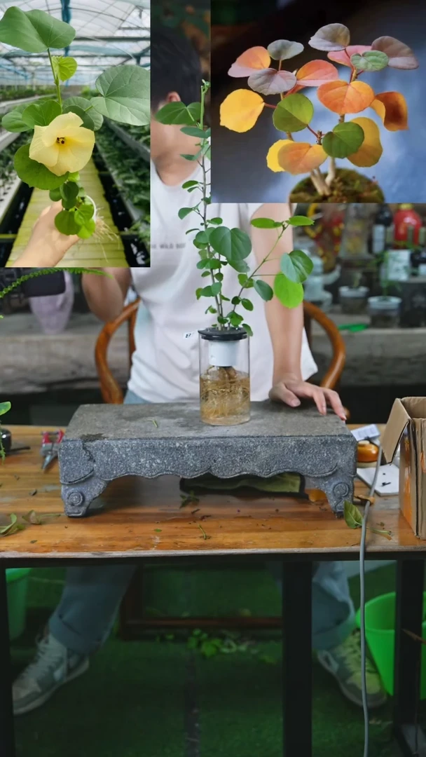 当前无花栽培后可以开花滨朴138T