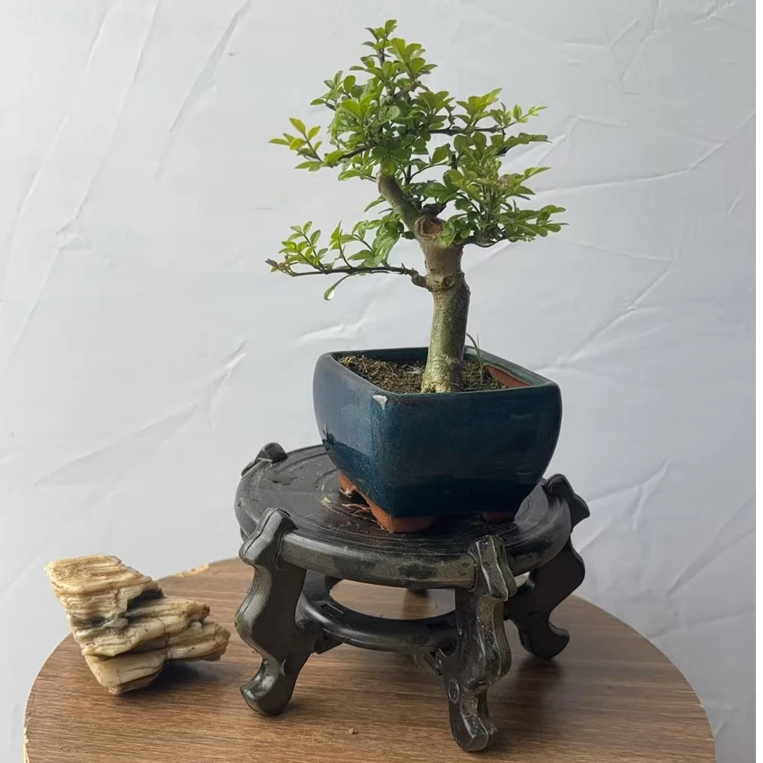 对节白蜡盆景盆栽室内桌面绿植好养活可作茶室办公室禅意摆件