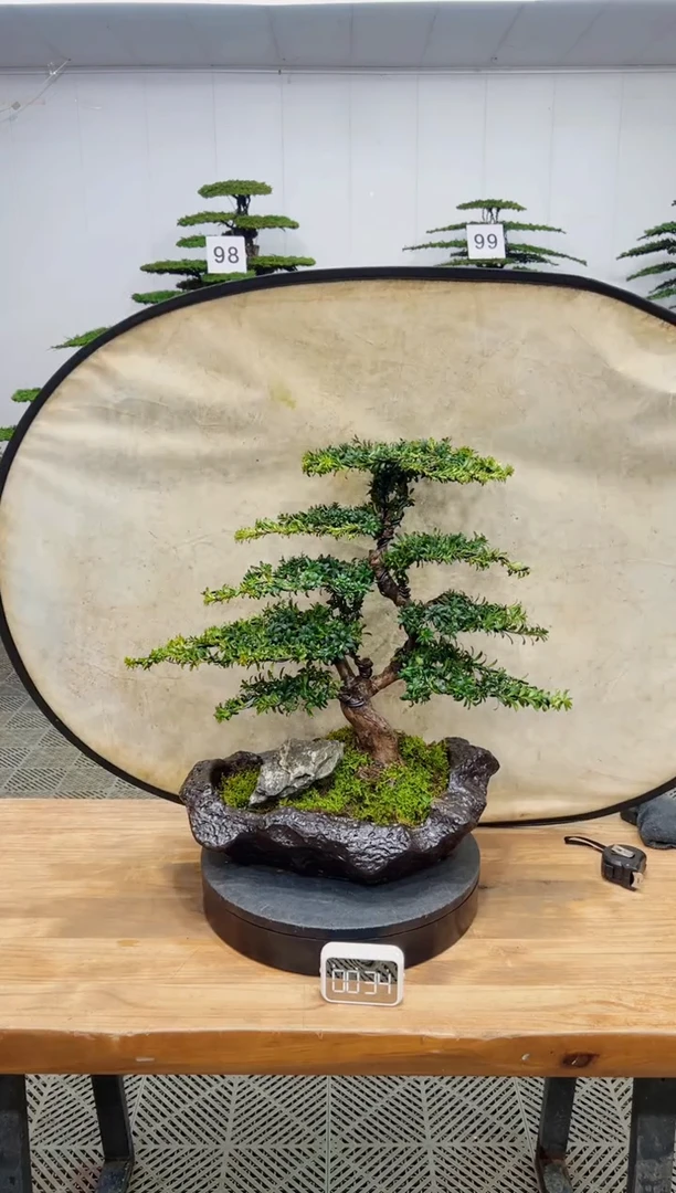 无花朵造型盆景一物一拍