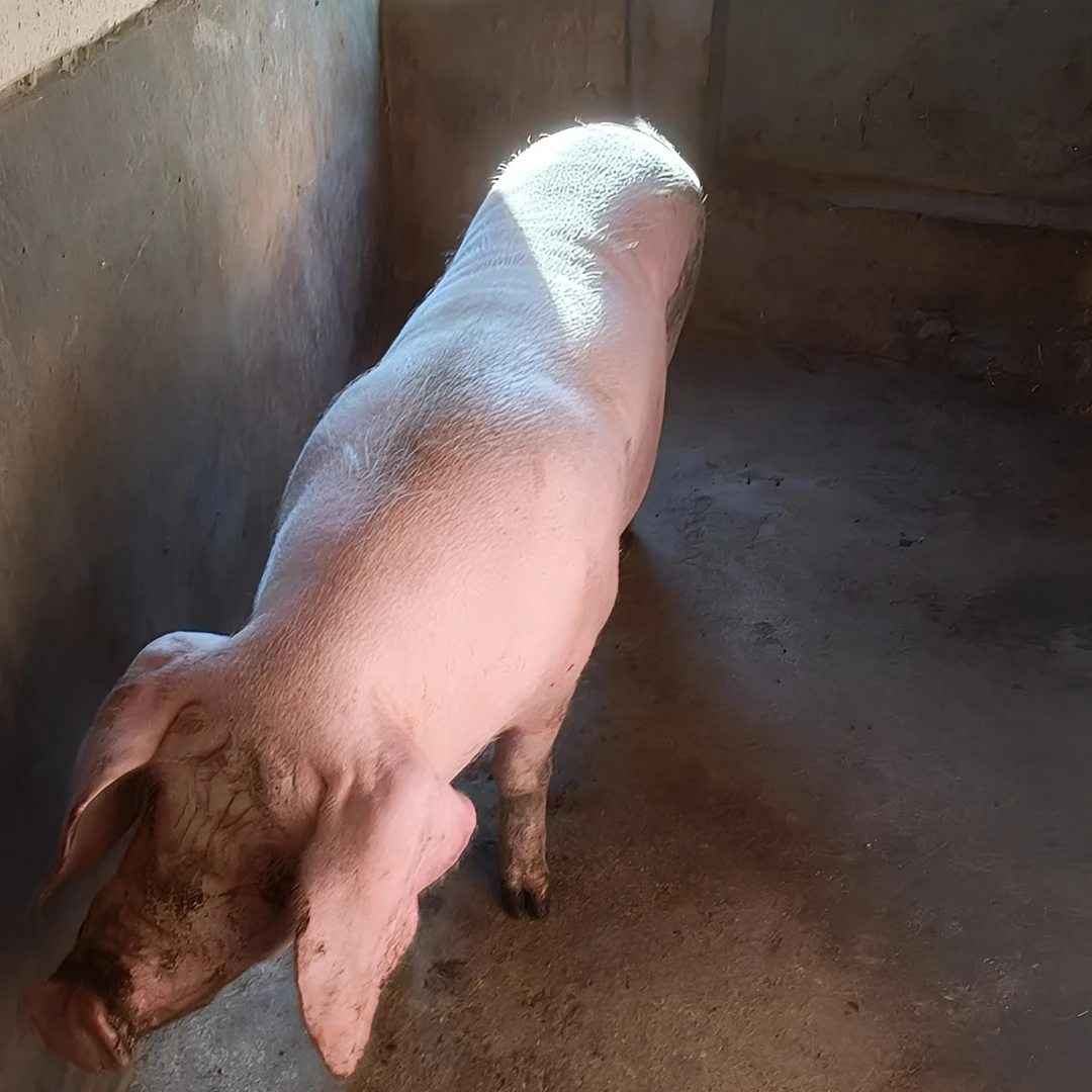 锦想吃赣西富硒水质农村熟食土猪肉全肉链接现称