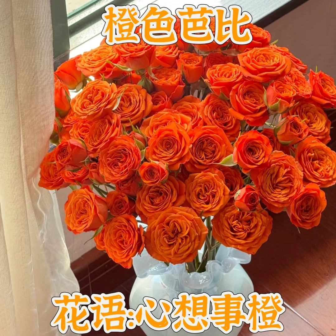 夏姐特价【次日达·橙芭比】橙芭比鲜切花·全场两单顺丰包邮次日达
