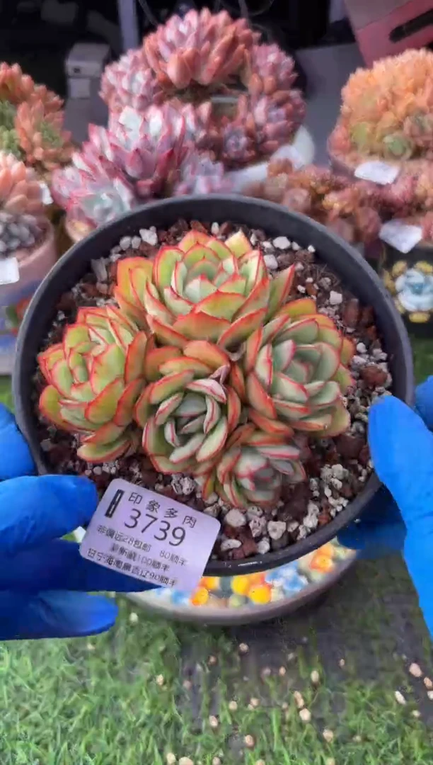 昆明印象多肉3739