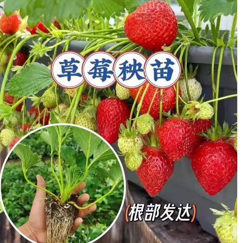 四季草莓一级秧苗盆栽阳台种植南北方当年食用露天秧苗