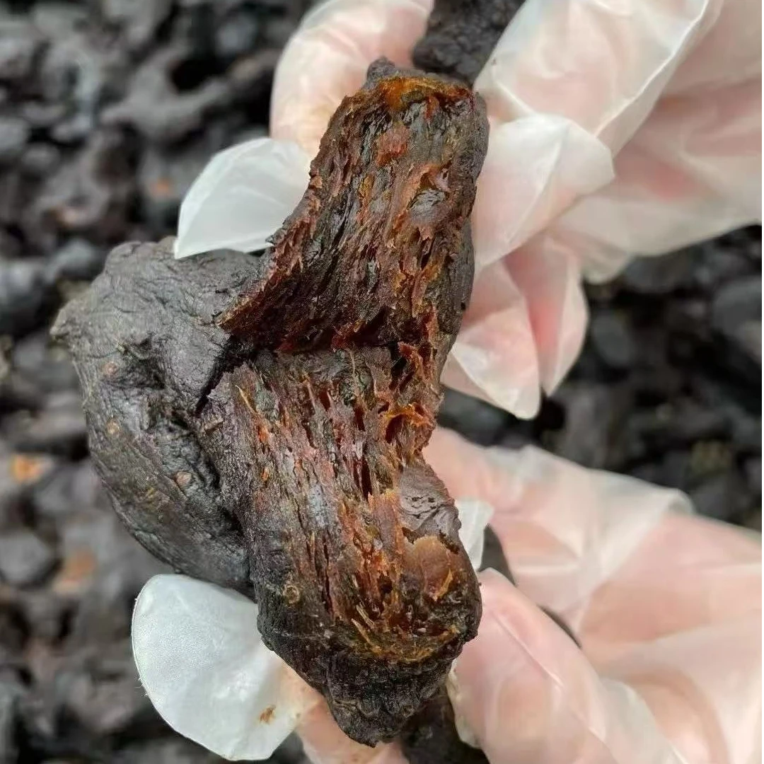 【土特产】云南大山下山货 即食 嚼吃 煮水 煲汤 泡酒 食用农产品