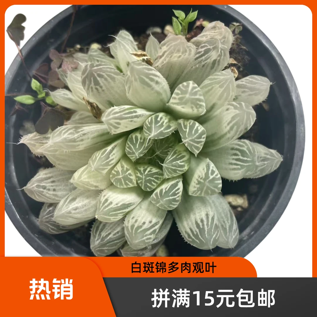 白斑锦(拼满15元包邮)多肉植物阳台露台办公室绿植植