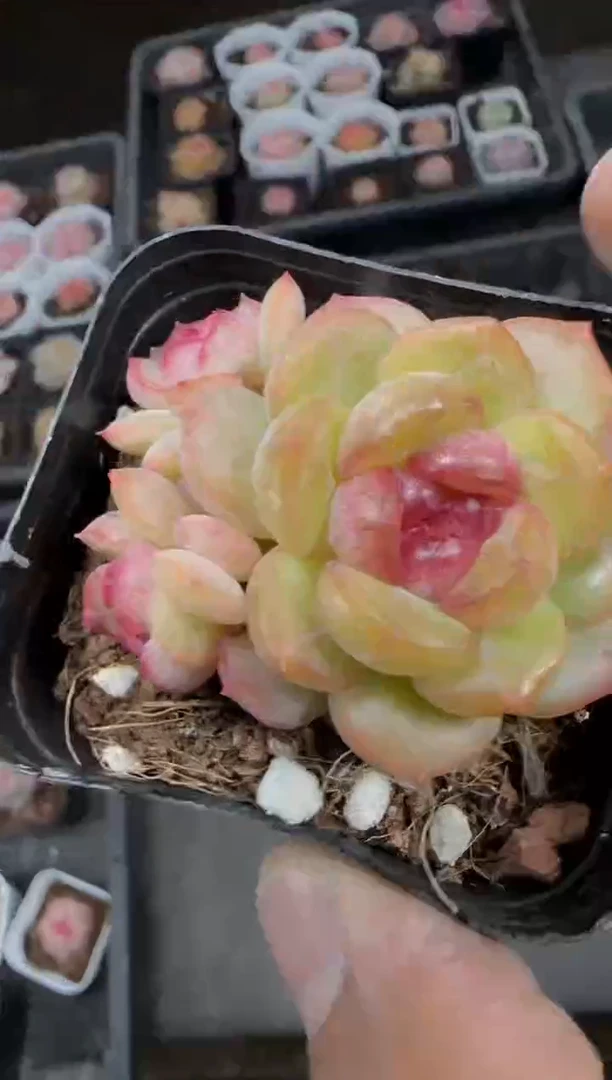 【闪购商品】一物一拍0115—475