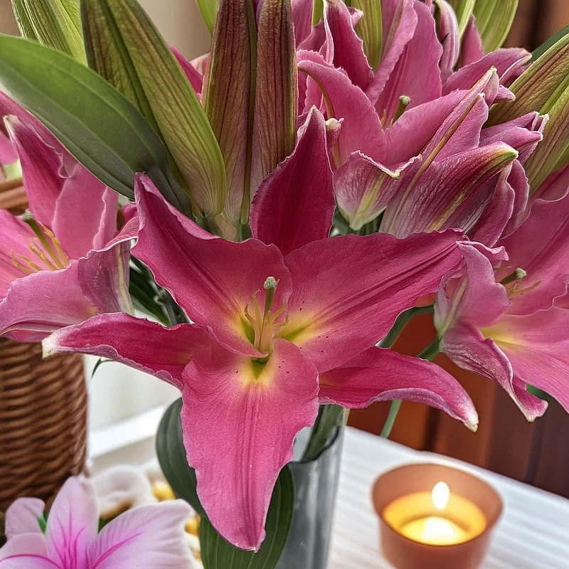 曼德拉百合鲜花批发云南昆明基地直发办公室家用插花水养花百合花