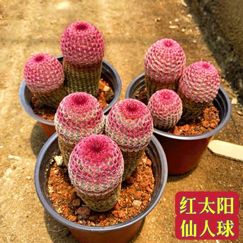 红太阳实生仙人球红刺开花美观好养仙人掌多肉室内阳台庭院小盆栽