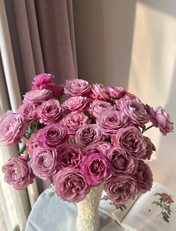 【新疆花之溪】紫芸多头玫瑰8-10枝（1枝不赔付）