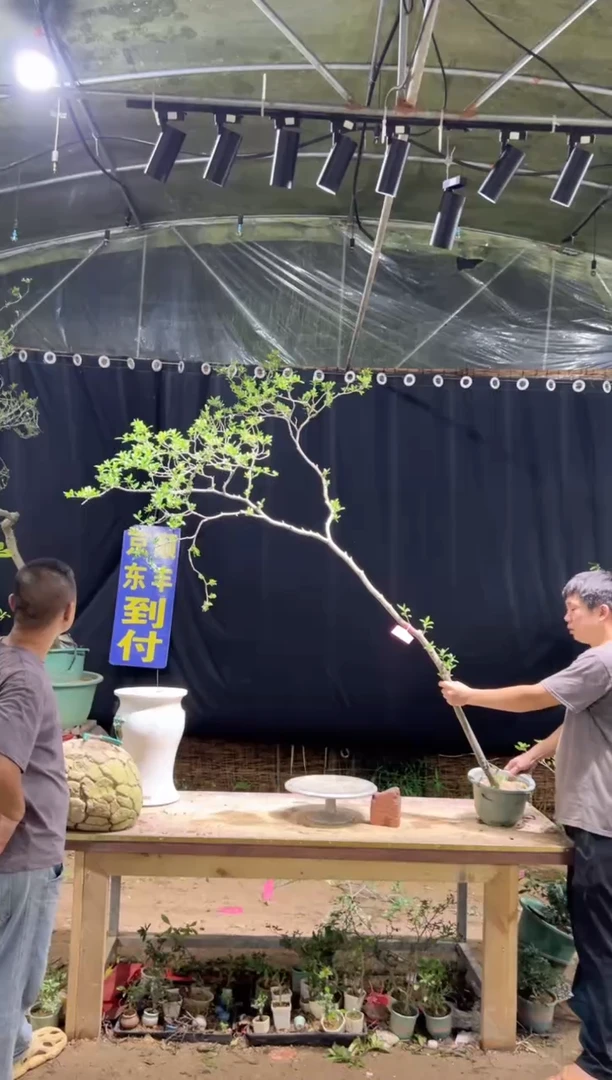当前无花栽培后可以开花M****h海岛栀子花