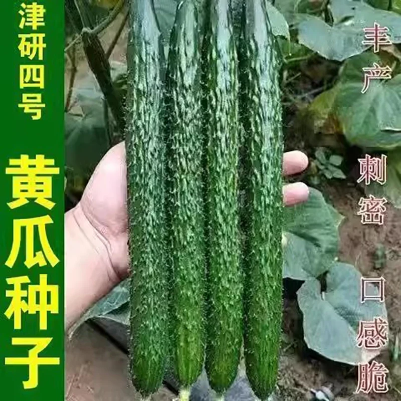 【全店保证对版】津研四号黄瓜种子青瓜刺黄瓜种籽庭院蔬菜种子