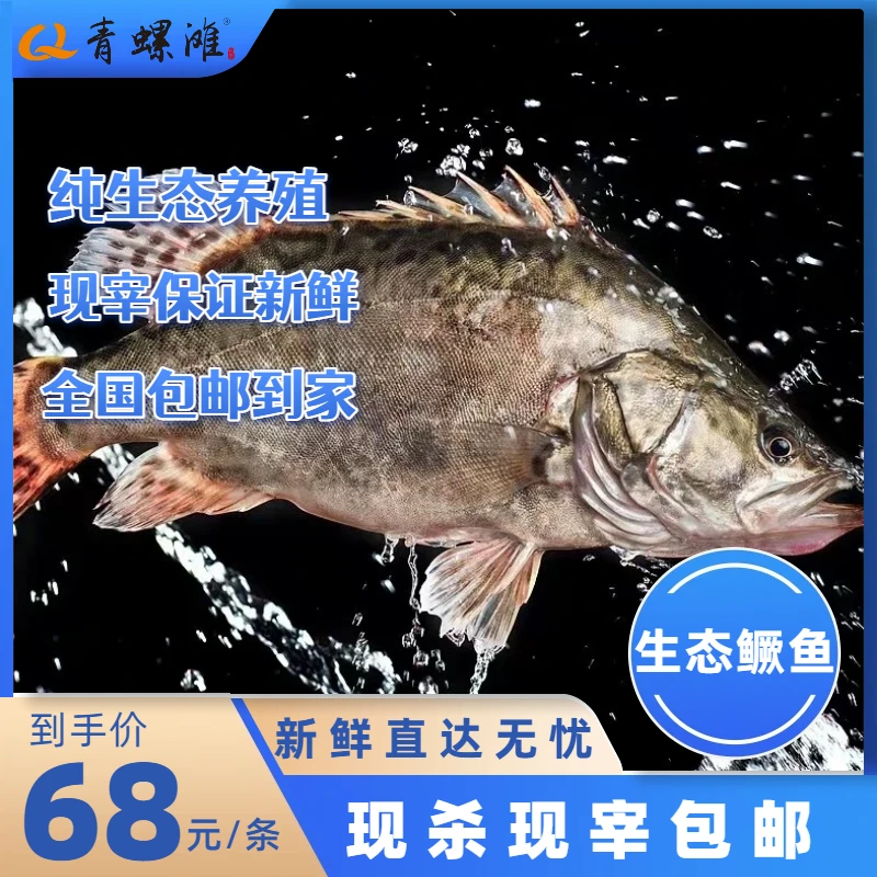 青螺滩纯生态鳜鱼现宰现发无激素无饲料新鲜无腥烹饪百搭桂花鱼