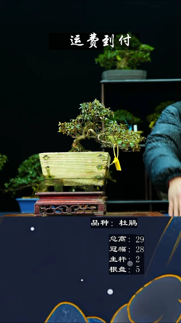 【闪购商品】FQR044