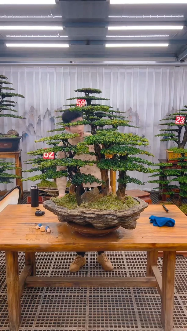 【闪购商品】紫砂精品盆景直播间一物一拍