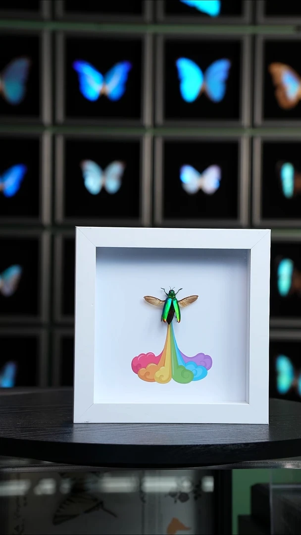 彩虹屁吉丁虫标本摆件