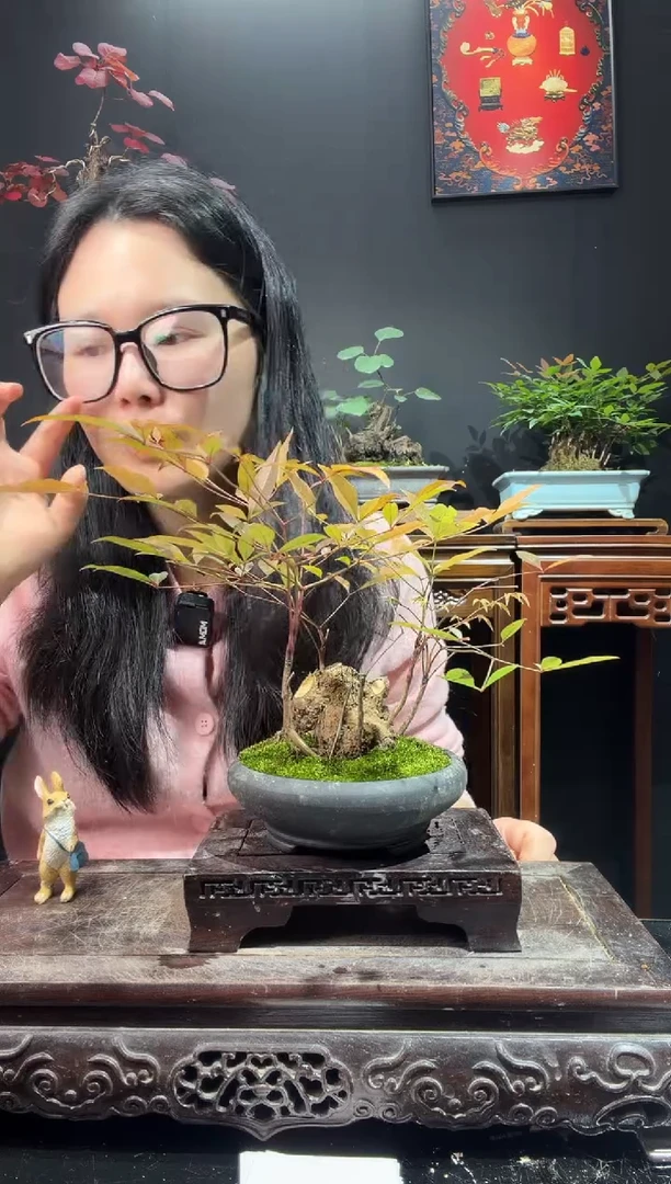 完全开放南天竹000