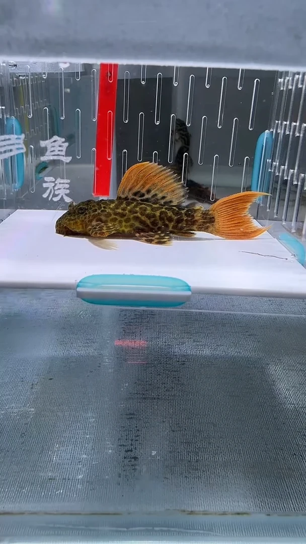 清道夫鱼6.5不包入缸损110