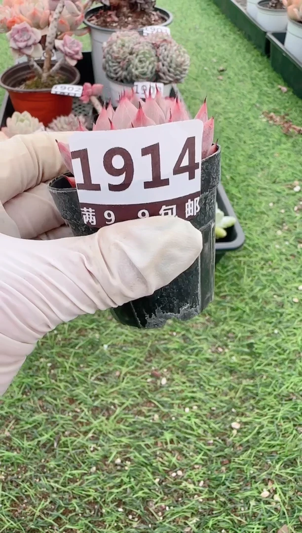 【闪购商品】信福多肉一物一拍