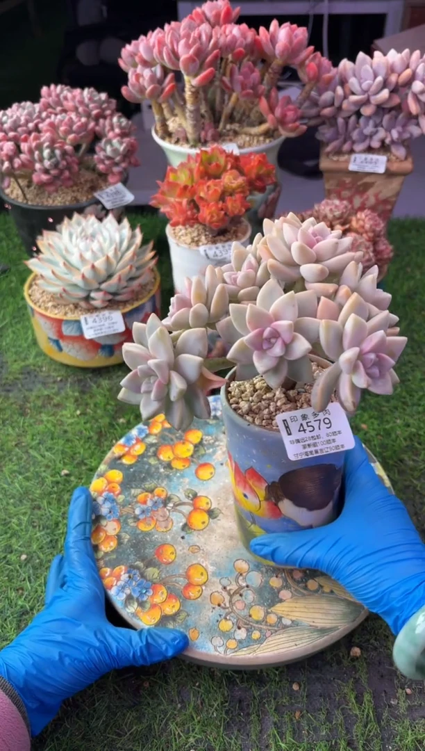 昆明印象多肉4579