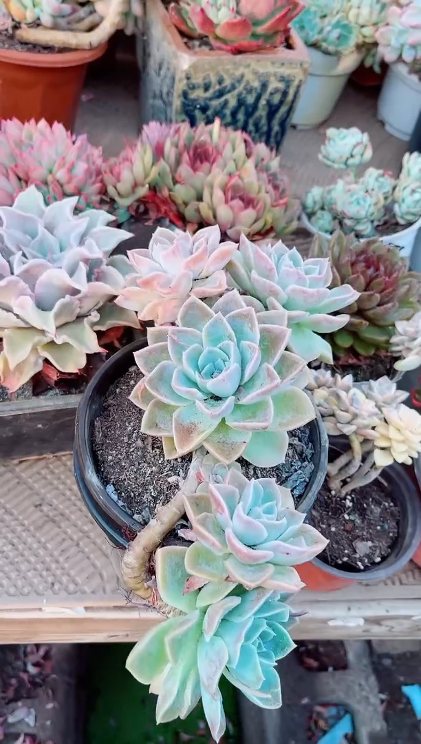 26061多肉植物一物一拍