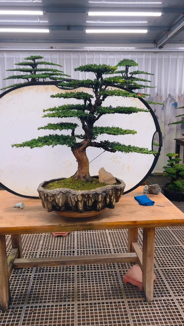无花朵霸精品盆景直播间一物一拍