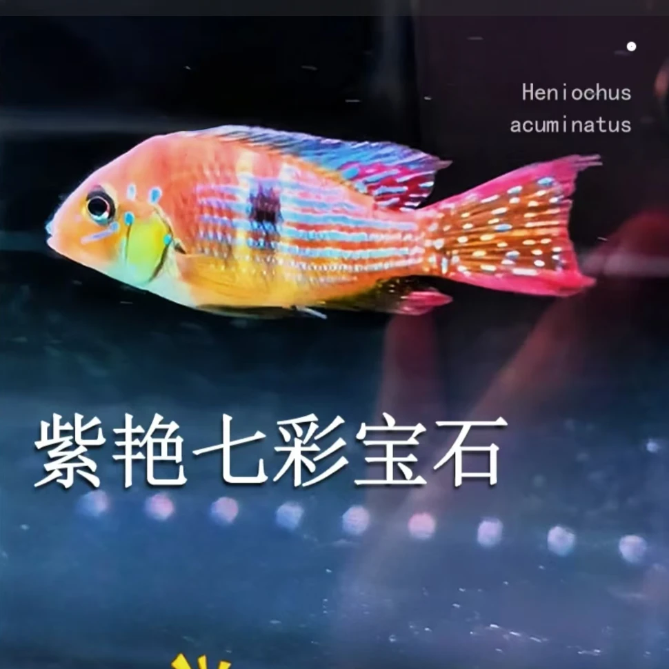 紫艳七彩宝石观赏鱼