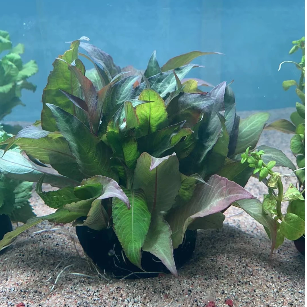 【夏季耐高温】阔叶柳大坨鱼缸水草植物增氧阴性淡水鱼草懒人坨草