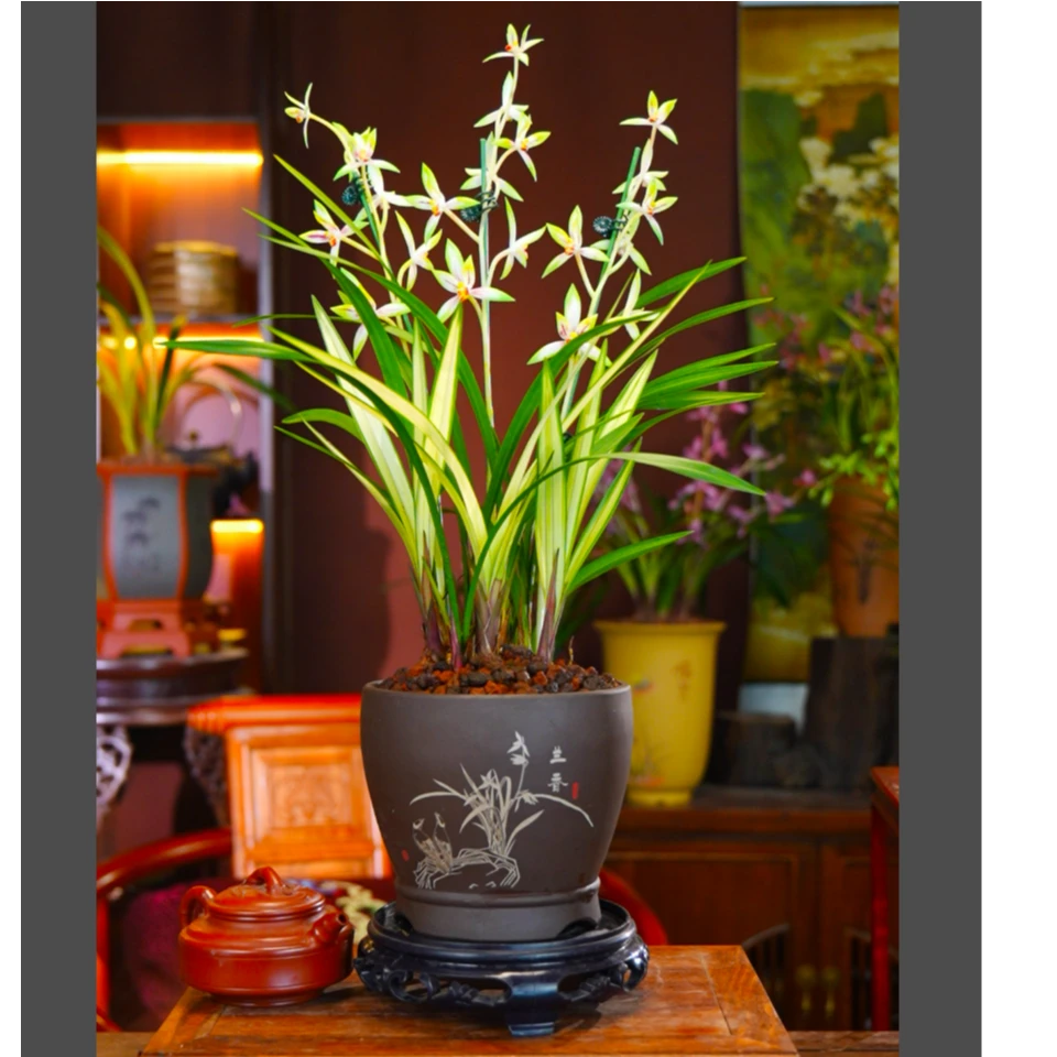 建兰铭品[知音素]高端室内客厅阳台兰花夏季来花5苗起带盆种好
