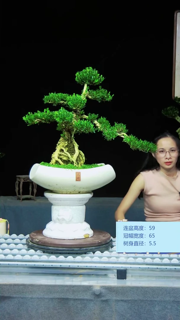 无花朵广东揭阳雀舌黄杨盆景