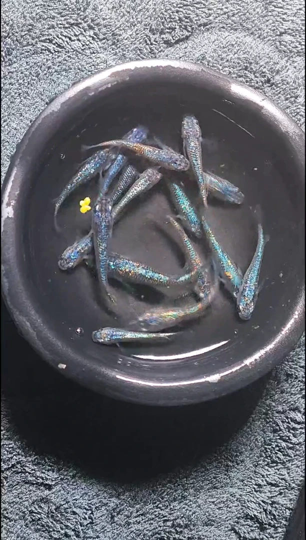 青鳉鱼观背青鳉35