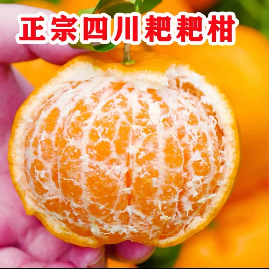 四川正宗春见耙耙柑丑橘橘子皮薄爆甜多汁现摘现发产地直发