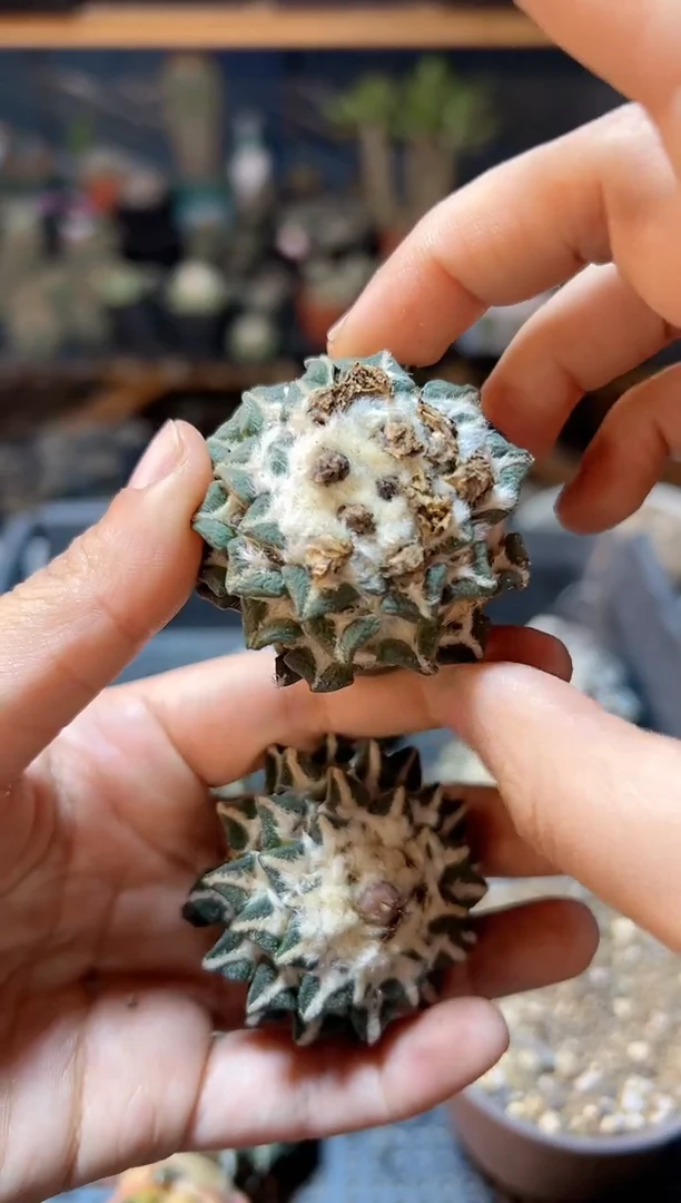 【闪购商品】无根苗接黑牡丹1颗3.8公分