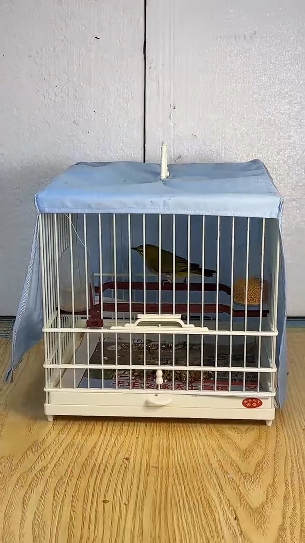 9号 绣眼养笼0元起拍