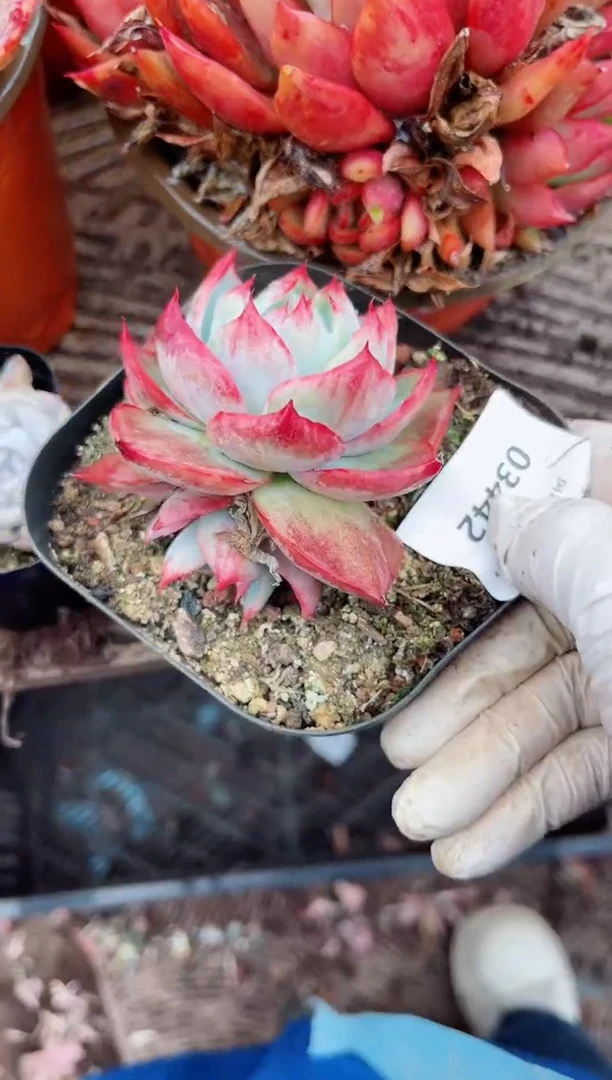 【闪购商品】03442