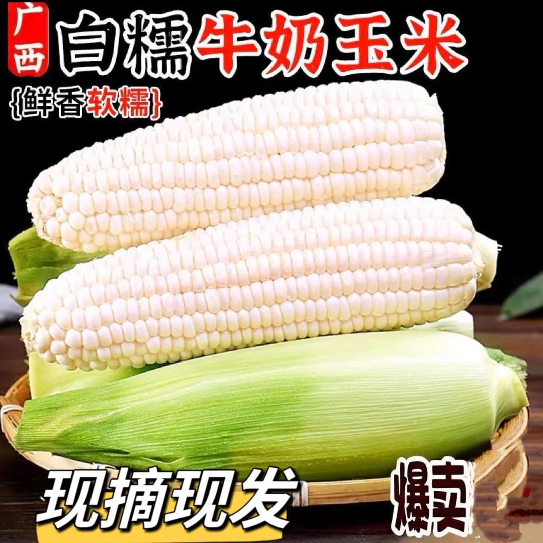 广西新鲜现摘现发白甜糯玉米当季苞谷3斤/5斤/8斤软糯香玉米棒子