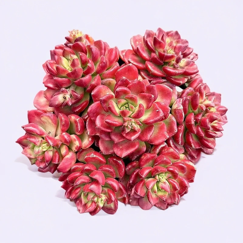 【爱马仕玫瑰】带盆土 满15包邮 以直播为准 燕子多肉