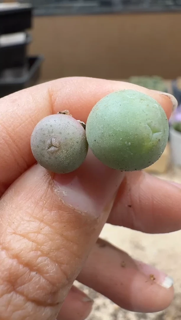 13-91多肉植物肉锥