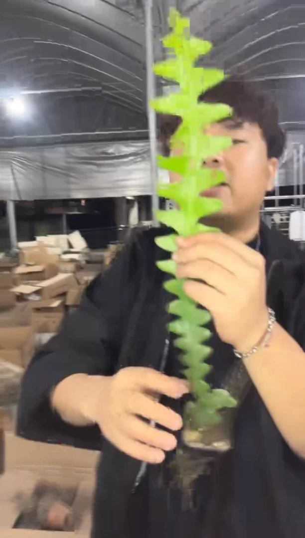 5颗 鱼骨令箭【带根】