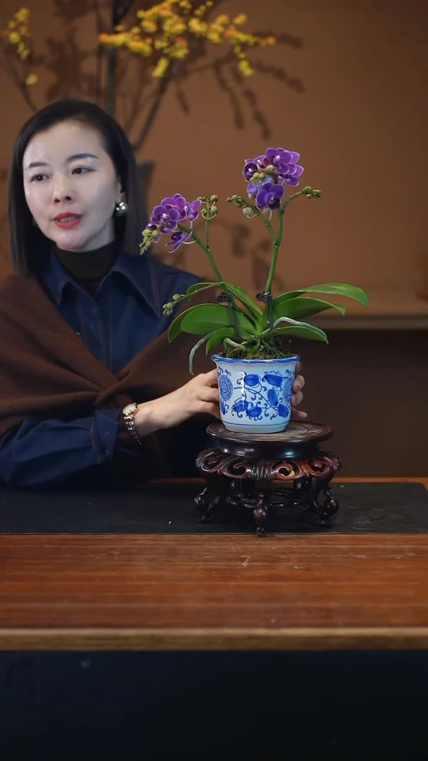 全部花朵蝴蝶兰青花盆景盆景盆景