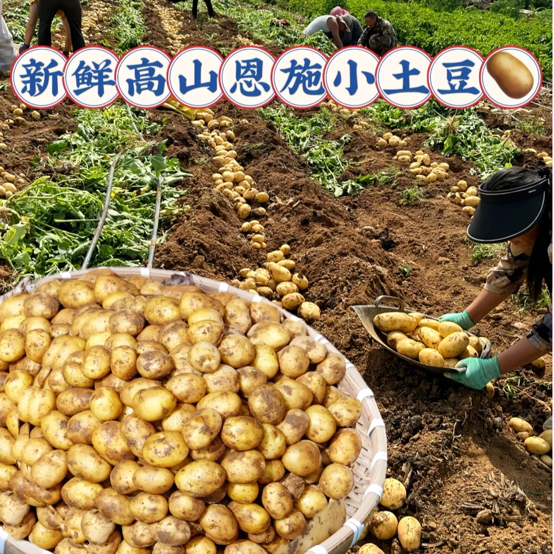 正宗恩施小土豆10斤包邮富硒新鲜洋芋迷你黄心土豆湖北马铃薯蔬菜