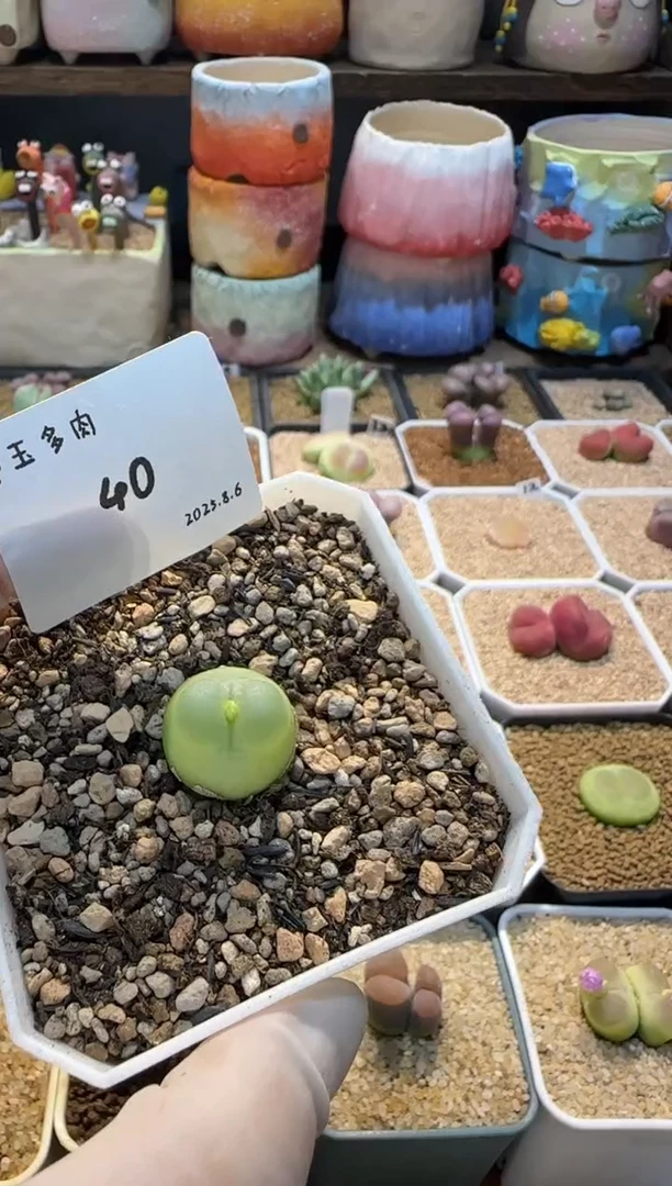 辣***桃25.8.6-40多肉