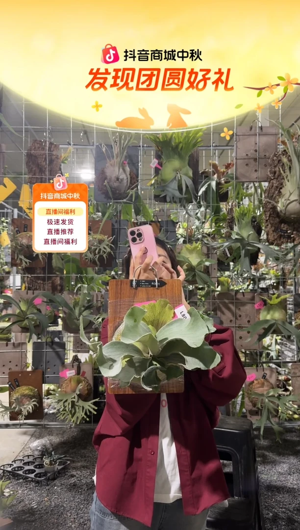 不开花植物L808-AKKI 蓝月 白燕麦混播