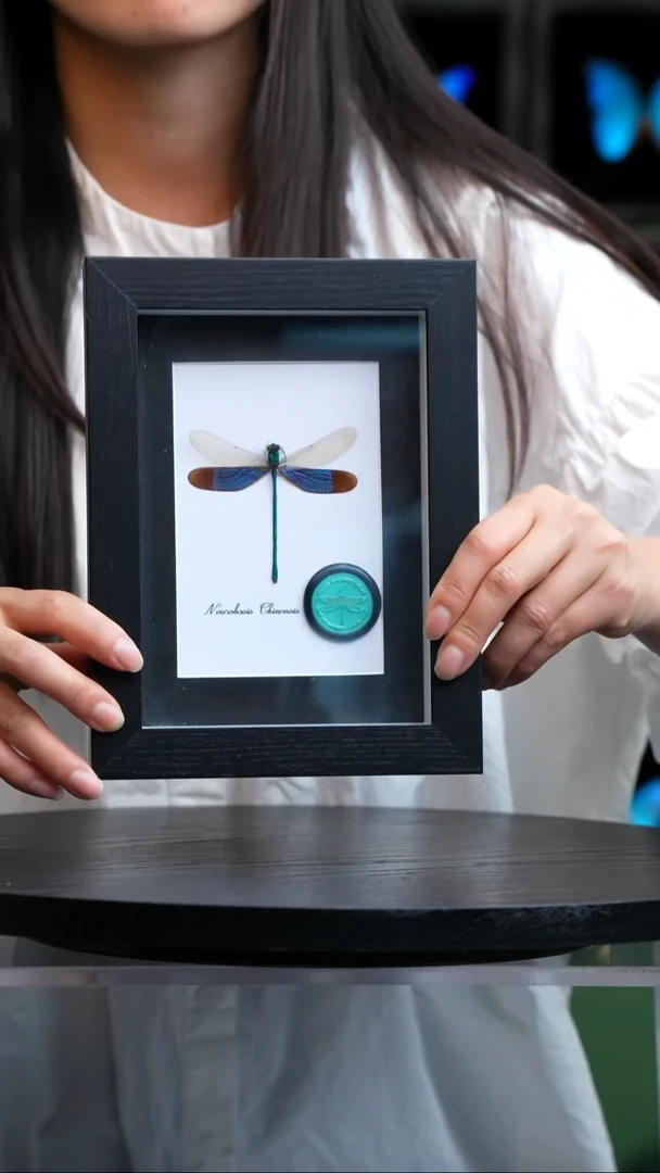 华艳色蟌火漆章版7寸黑框