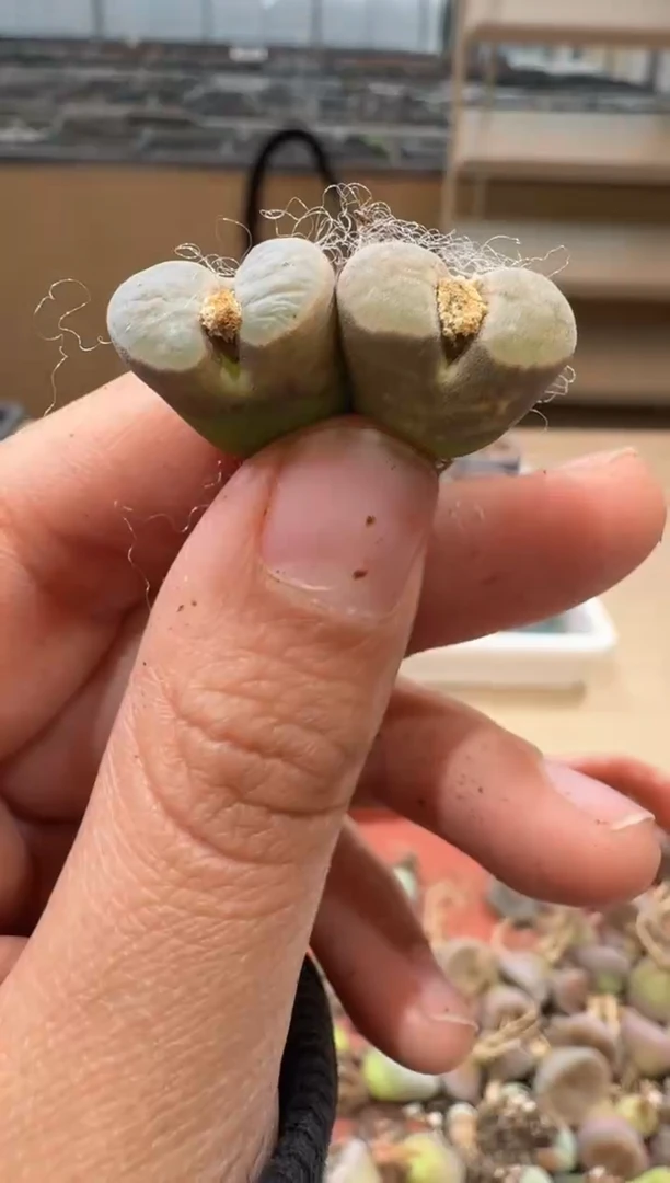 多肉植物肉锥2-240