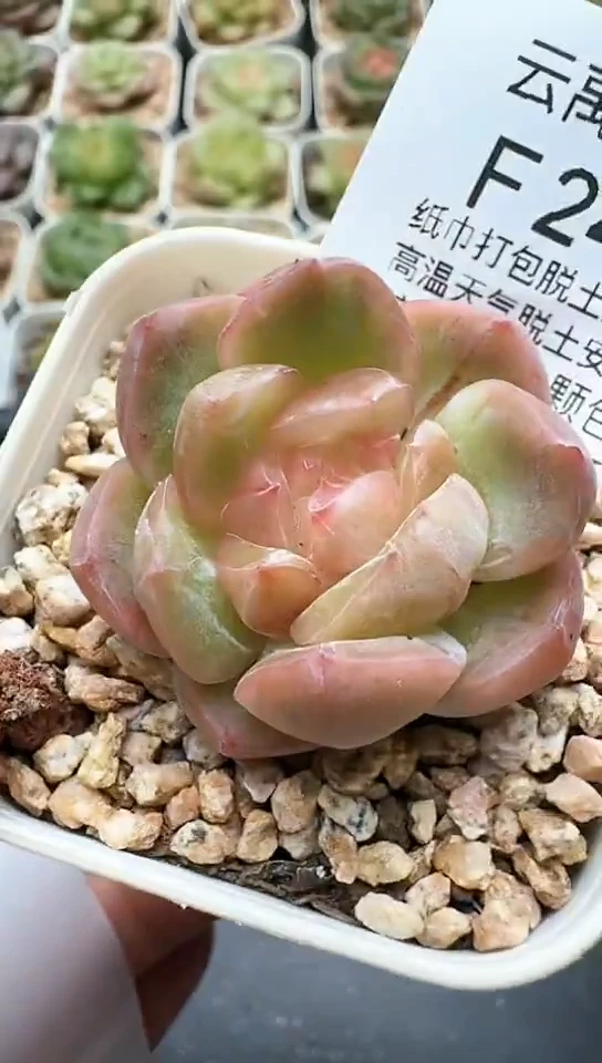 249F云禹多肉植物 默认脱土纸巾打包 3颗包邮