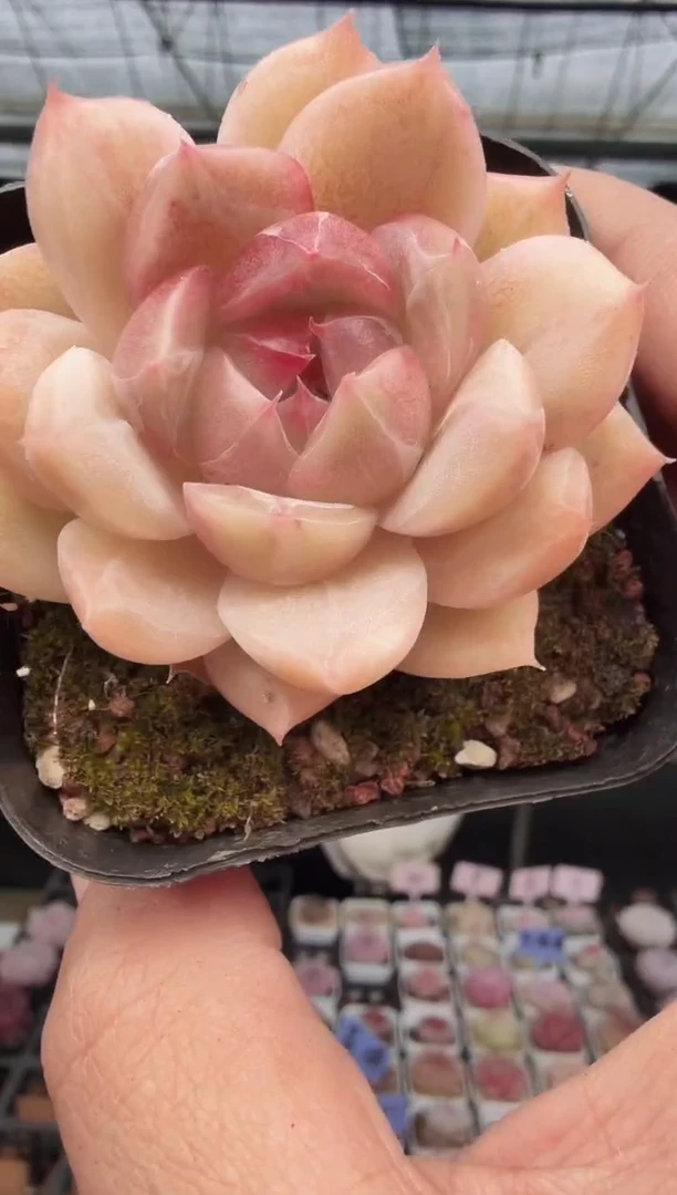 东云多肉园新款-65