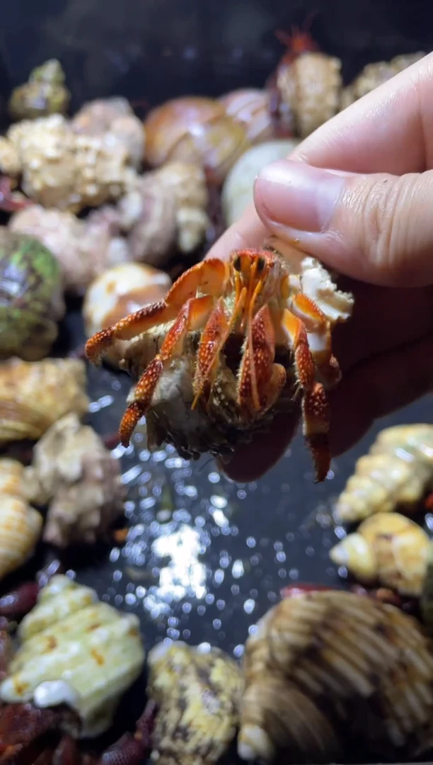 两厘米口径红黑莓