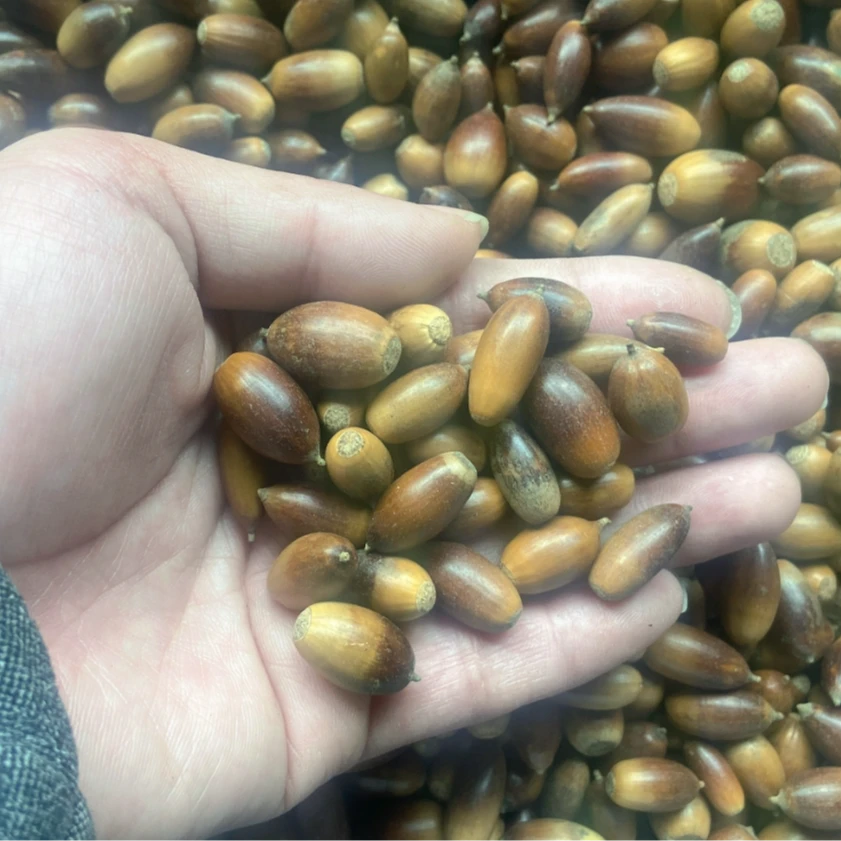 野生橡子果橡果松鼠零食松鼠粮松鼠爱吃